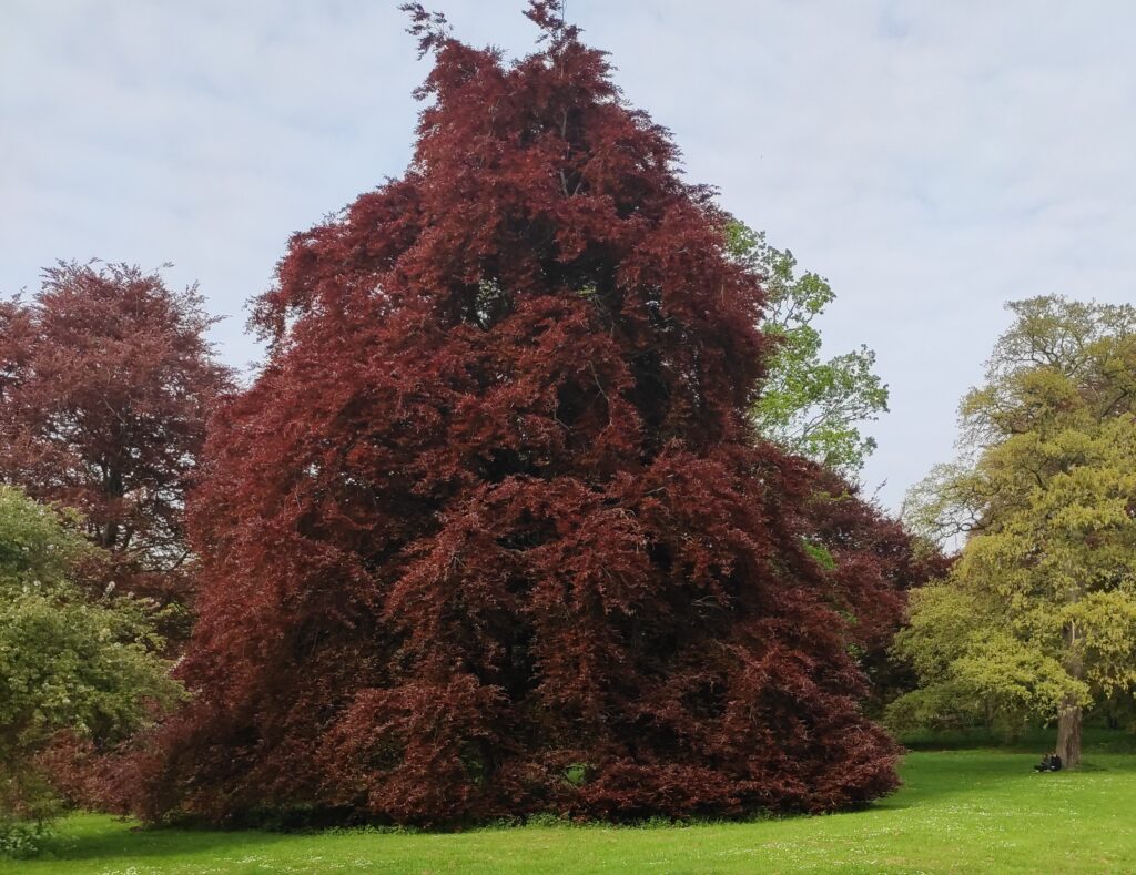 Why do trees change colour? Friends of Headington Hill Park